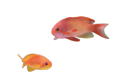 魚の写真