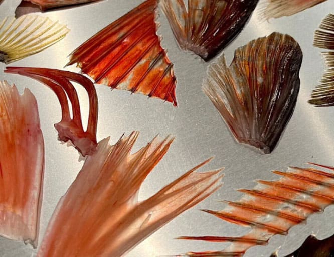 「ウオヒレコレクション」（制作：ウオヒレウロ子氏）