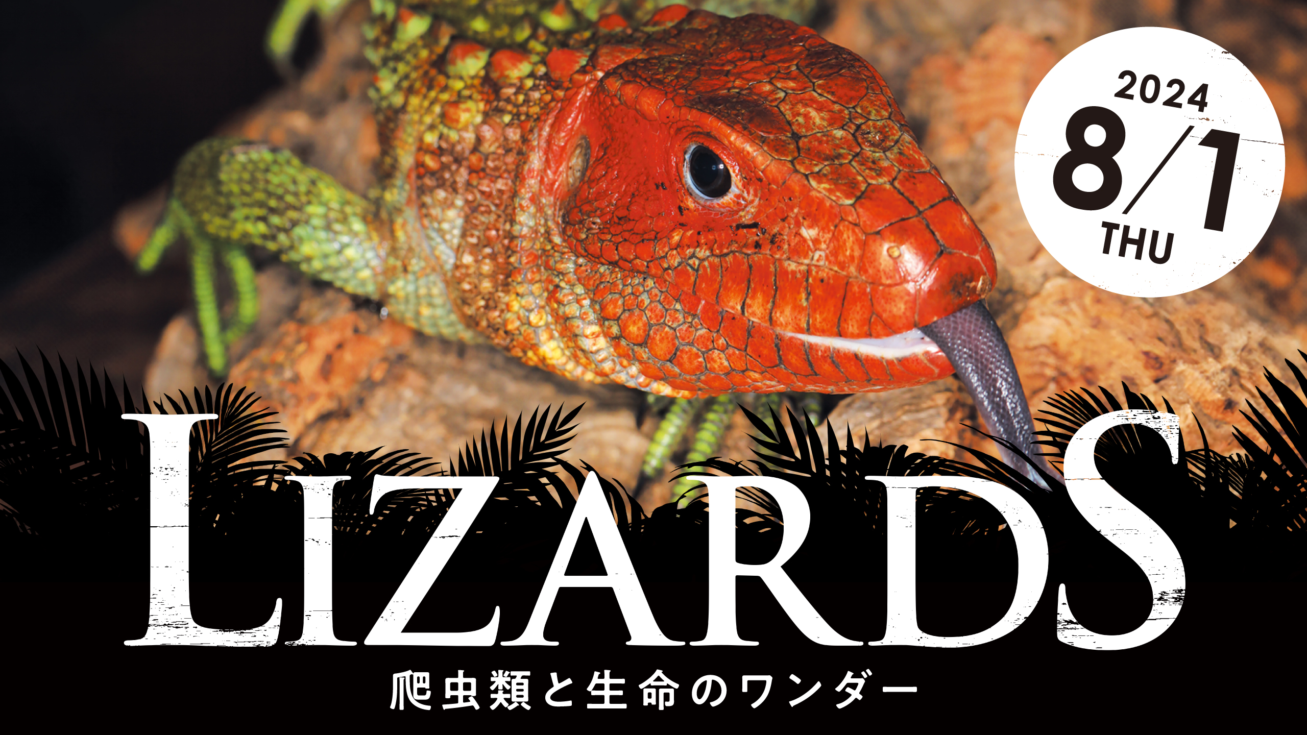 AOAO_LIZARDS