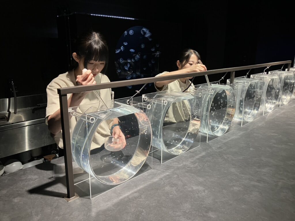 アルワ　クラゲ+水族館　オーダー アルワ クラゲ+水族館 オーダー Amazon.co.jp: 卓上